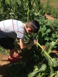 A young boy wearing a Kippah helps in the garden as he examines the leaves and plants that are growing.