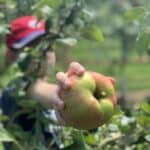 A child's hand reaches through some trees, holding an apple towards the camera.